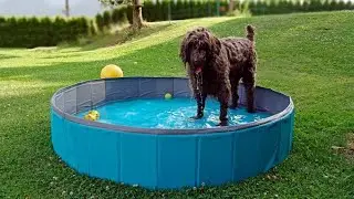 THE PEW POOL