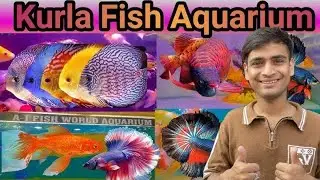 Cheapest Aquarium Fishes In Kurla Market🐟 | You Won't Believe These Fish Prices! 🤑