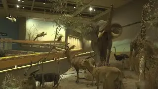 Inside look at the Springfield Museums