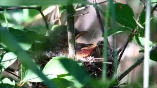 Yellow Warbler Nest