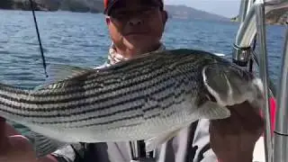 Castaic Lake Striped Bass Fishing and Surprise Catches In Mid June