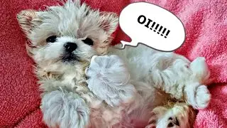 NÃO DURMO MAIS!