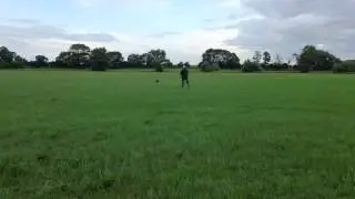 English Springer Spaniel Gundog Training Quartering 1 July 2013