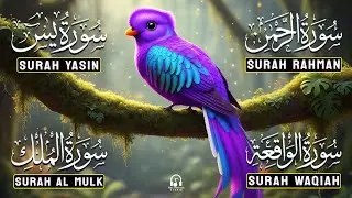 Emotional Powerful Quran Recitation | Surah Yaseen | Surah Rahman | Mulk | Waqiah -Reciter Alla Aqel