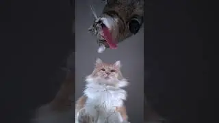 beef battle round 5 #cats #beef #raw #catasmr #asmr #battle