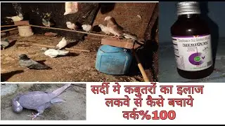 सर्दी मे कबुतरों का इलाज लकवे से कैसे बचाये 100%वर्क  meri quin medicine
