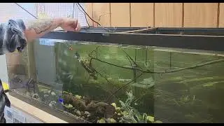 Turtle in Training