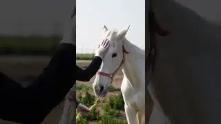 Haircolor horse #hair