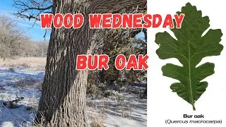 The mighty Bur Oak!  Wood Wednesday