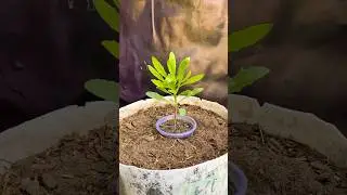 Best and very easy mothods of repotting,well it&rsquo;s african daizy#shorts ##youtubeshorts