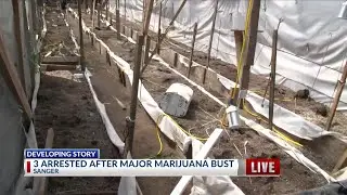 Large marijuana grow busted in Fresno County