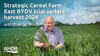 Strategic Cereal Farm East BYDV trial update harvest 2024 with Duncan Coston | AHDB