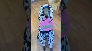 ぼく、紅白見たんだよ🍏　2026年もよろしくね🐶　　　　　　　　　　　　　　#shorts