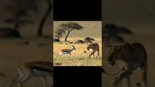Raw. Ruthless. Real. Nature doesn&rsquo;t play by rule #WildlifeWarfare #NatureUnfiltered #BrutalWildlife