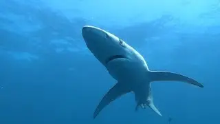 Diving with Sharks in South Africa - 4K
