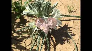 ГЕСПЕРОКАЛЛИС  (HESPEROCALLIS)  сем. Хостовые