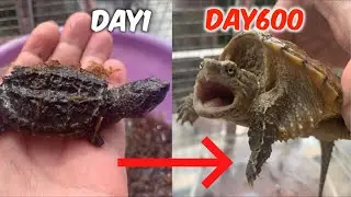snapping turtle growth for 600 day |  turtle growth process life cycle