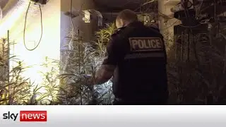 &pound;2.5m cannabis farm uncovered in abandoned pub during police raids