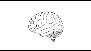 Basic Structures of the Brain &ndash; Biological Psychology, third edition