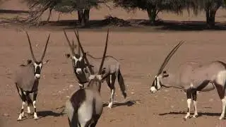 2013-za video clip 35 kgalagadi tfp 04 movie