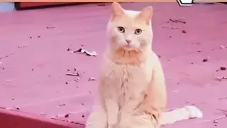 KUMPULAN EKSPRESI LUCU KUCING YANG BIKIN KETAWA NGAKAK 🤣🤣🤣