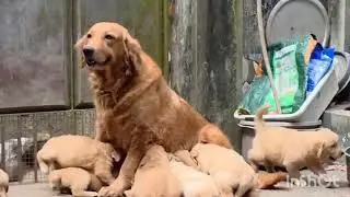 Golden retriever puppy sale #tamil #trichy #viruthunagar #viluppuram #bangalore #hosur #vellore pets