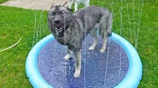 Does the Puppy Like the Splash Pad?