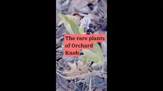 The rare plants of Orchard Knob