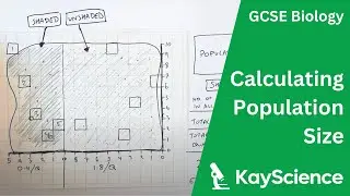 Биология на уровне GCSE – Обязательная практическая работа по теме «Квадраты»