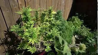 Royalty-Free Stock Videos - Cannabis Plant