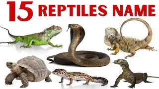 सरीसृप जानवरों के नाम | Reptile Animals Name for Kids | Kids Learning Video