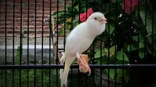 The Most Spectacular Video Training‼️Your Canary Singing Like Champion🐦