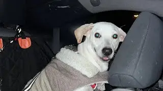 Alphita en camino a su nueva casa 🏡 Pt1 #fundacionhuellitasaleman