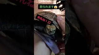 メス亀が怒った理由とは？　#ニホンイシガメ #亀観察 #turtlewatching