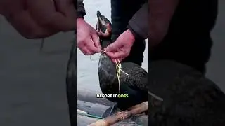 Fishing By Using Cormorant Birds #dndx1
