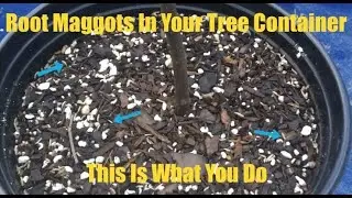 Root Maggots In Your Tree Container.   This Is What You Do