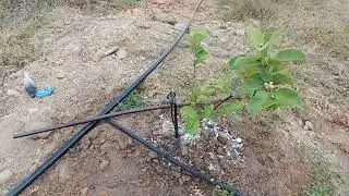 Fertilizing cow bone ash and watering