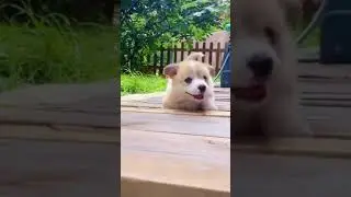someone help me  /funny video/ animals/ Giraffe King