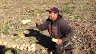 Winter Squash Harvest at Eatwell Farm Dixon California 2013