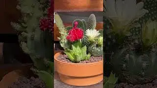 The Ideal Fit for Your Window Sill:  Amazing looking design of cacti & succulents! 🌵🌼🌸🌿💐🍂💚