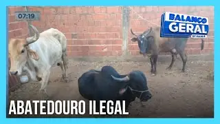 Polícia prende membros de gangue e descobre abatedouro clandestino