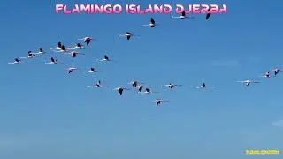 Flamingo 🦩Island Djerba Tunisia 🇹🇳 🦩