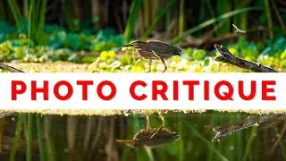 Photo Critique for Bird Photography