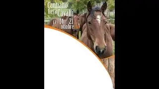 233 Cantiano fiera cavalli 21 ottobre 2018 2° appuntamento