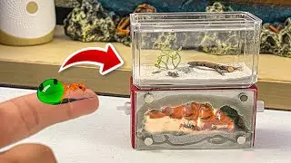 CHEGOU o NOVO FORMIGUEIRO da MINHA FORMIGA POTE de MEL
