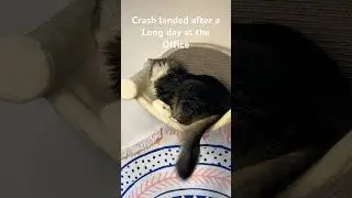Just another Day. #cat #canada #cute #funny #fyp