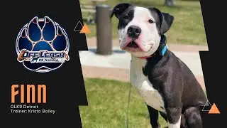 Incredible Obedience l Pitty mix 