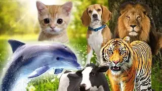 Learn to Love Animals by this AMAZING Animal Sounds