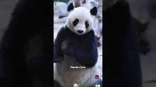 Panda core. 🐼#panda #pandasong #pandas #core #pets