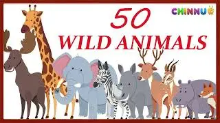 50 Wild Animals for Kids | English Vocabulary | Kids Learning |#AnimalNames|@chinnutvkids